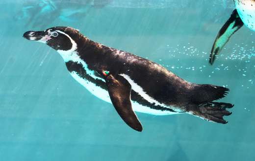 A penguin bird swimming