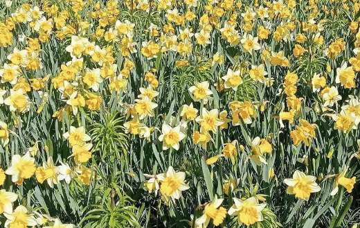 A wild daffodil is a bulbous plant