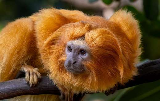 A golden lion tamarin monkey