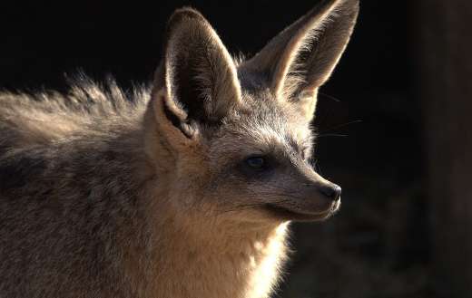 Bat eared fox online