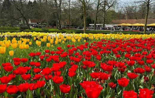 Beds of tulps in Keukenhof