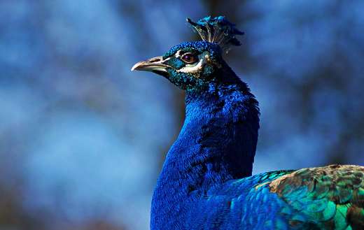 Bird peacock beautiful colors