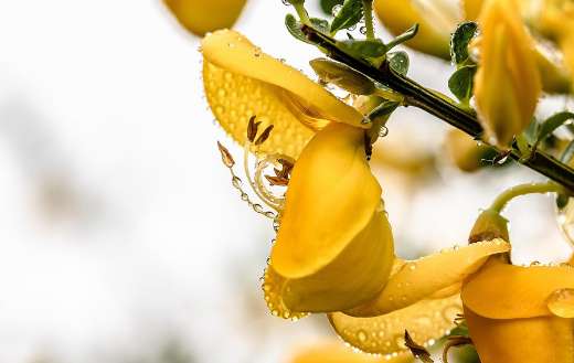 Brooms genista yellow flowers