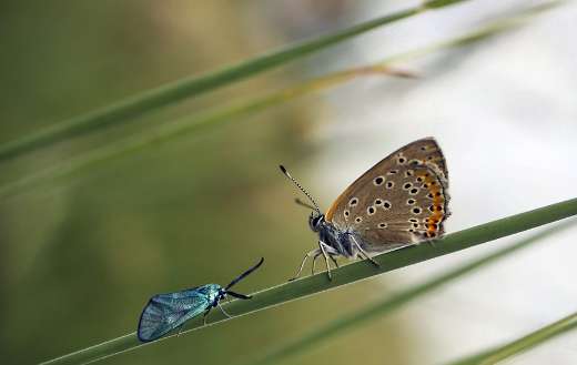 Butterfly insect image