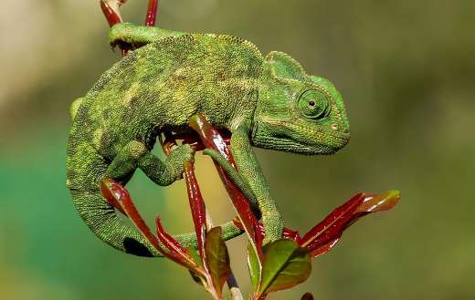 Chameleon lizard family