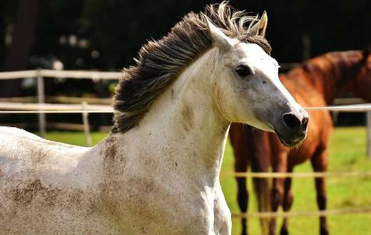 Cut haired white horse