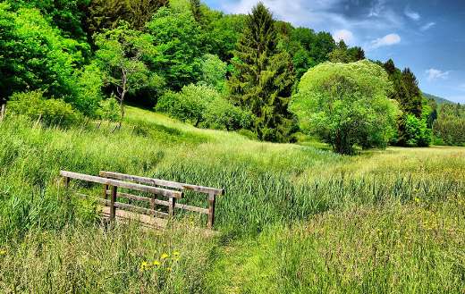 Delicate green nature