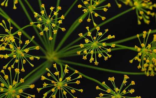 Dill flowers spice herbs
