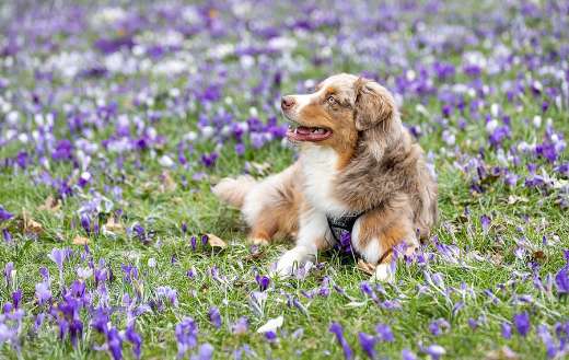 Dog animal surrounded purple flowers