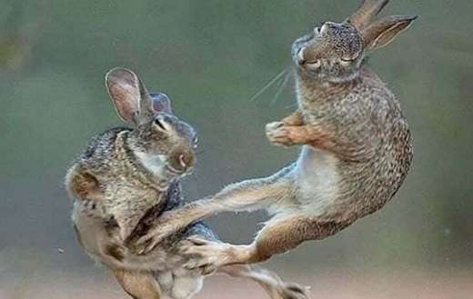 European hare or brown hare