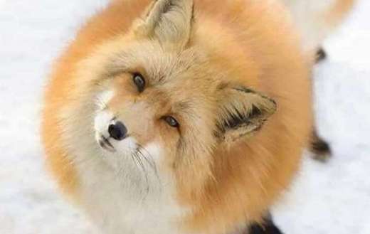 Ezo red fox in Hokkaido