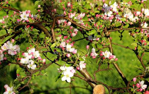 Flowering trees apple spring
