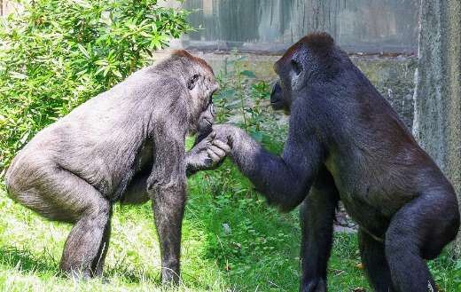 Gorilla kissing hand