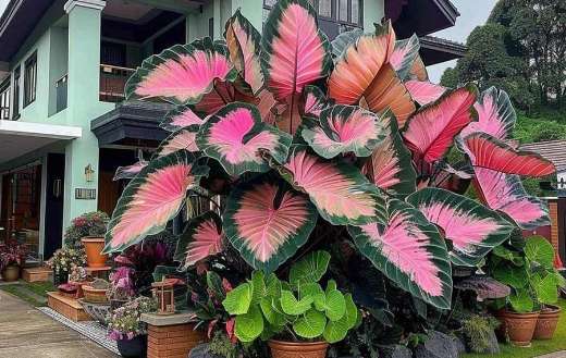 Green side pink middle elephant ear plant