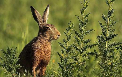 Hare animal in nature