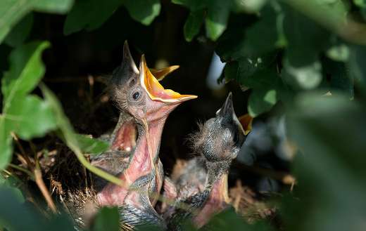 Hatchings birds nest