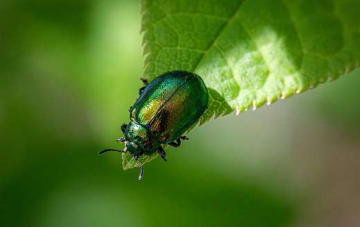 Hemp nettle goldcrest insect