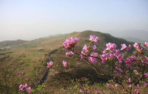 Hong emeishan azalea and nature