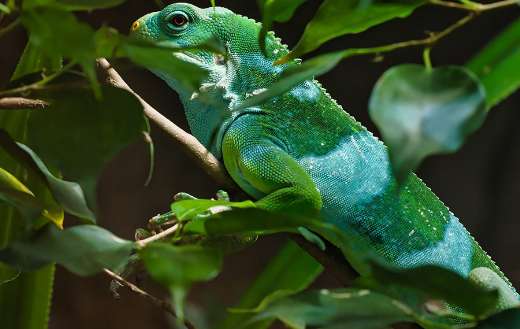 Iguana lizard animal reptile