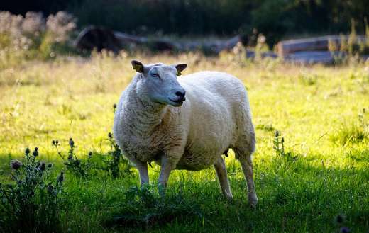 In nature pasture sheep