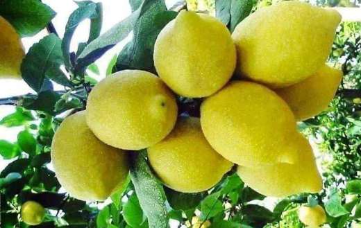Lemon hybrid citron