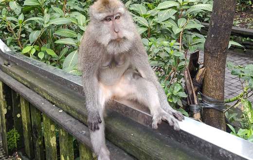 Looking lonely monkey