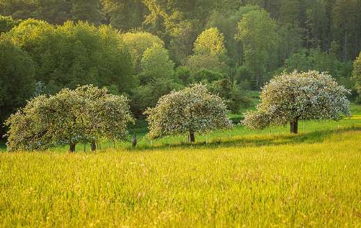 Meadow fruit trees nature landscape