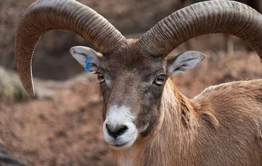 Ram animal huge horns