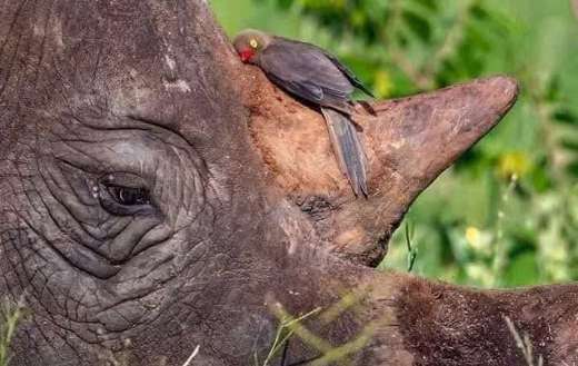 Red billed oxpecker bird Rhinoceros face