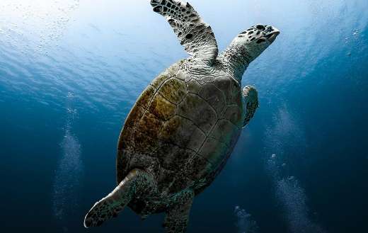Reptile sea turtle