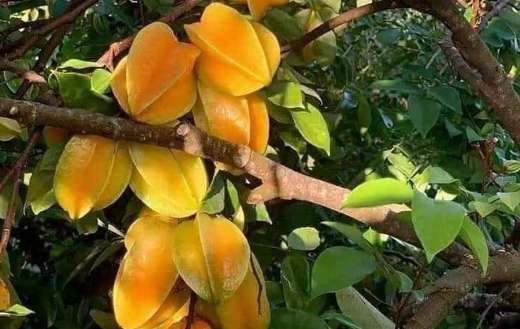 Ripe carambola fruits star fruit