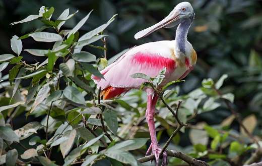 Roseate spoonbill