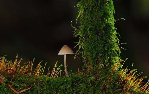 Small mushroom on the moss