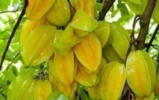 Star fruits online