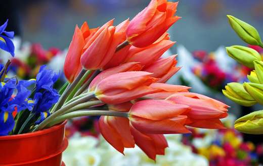 Tulips flower for sale during market day