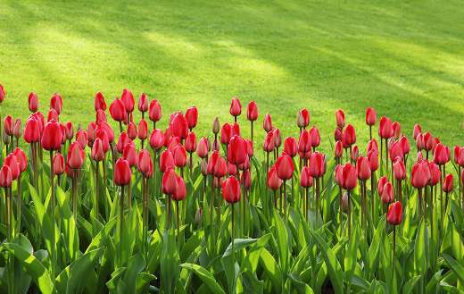 Tulips flowers tulps