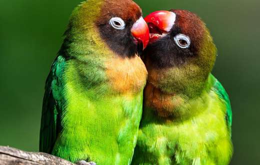 Two parakeets sweetness