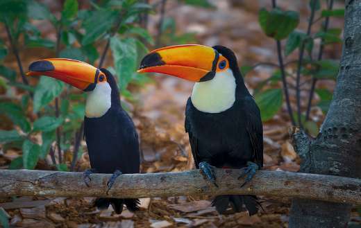 Two toucan birds
