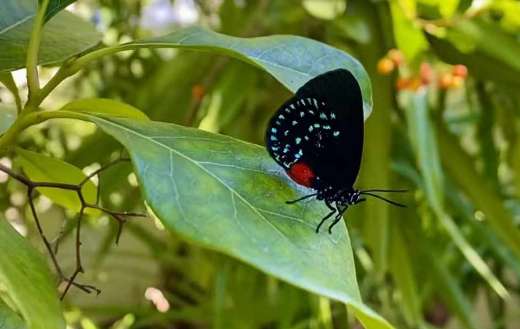 Velvety black surface atala