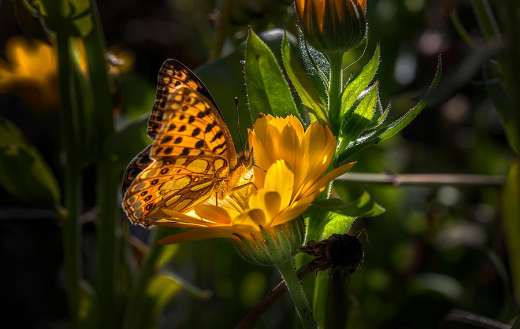 Yellow butterfly in the yellow flower