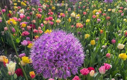 Allium giganteum surrounded tulips