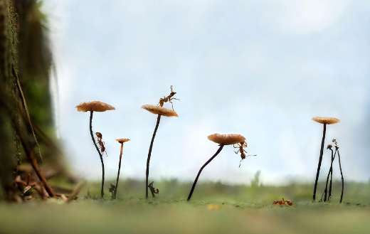 Ants insects in nature