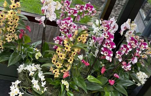 Assorted dendrobium flowered orchids