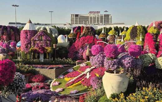 Beautiful colorful flowers