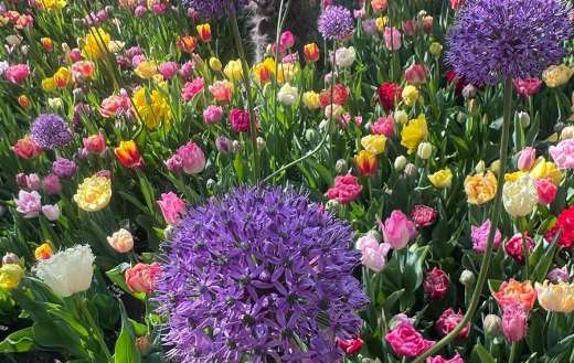 Beautiful giant onions and tulips