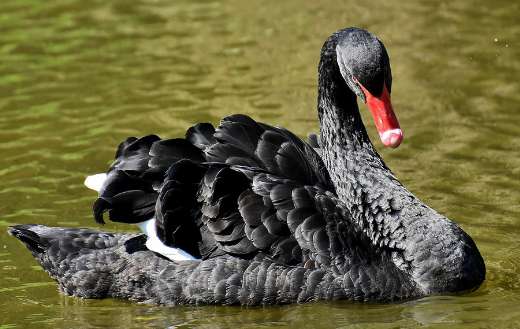 Black water bird swan