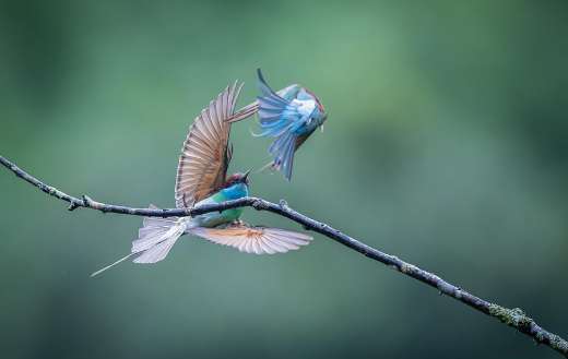 Blue throated bee eater bird