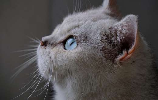 British short hair pedigree