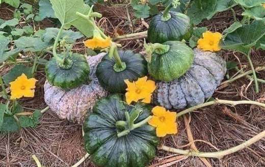 Bunch of pumpkin squash
