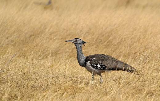 Bustard bird Botswana